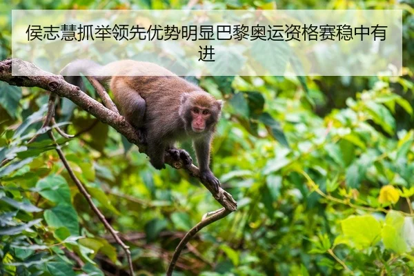 侯志慧抓举领先优势明显巴黎奥运资格赛稳中有进